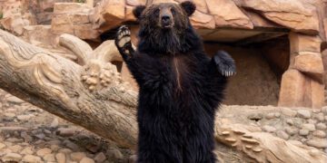 Luka bear at the Nashville Zoo jumps with 5-year-old boy