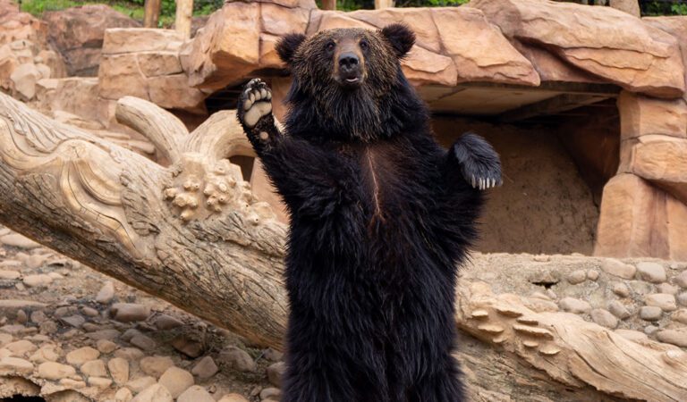 Too Cute! Bear Has Jumping Contest With 5-Year-Old Boy
