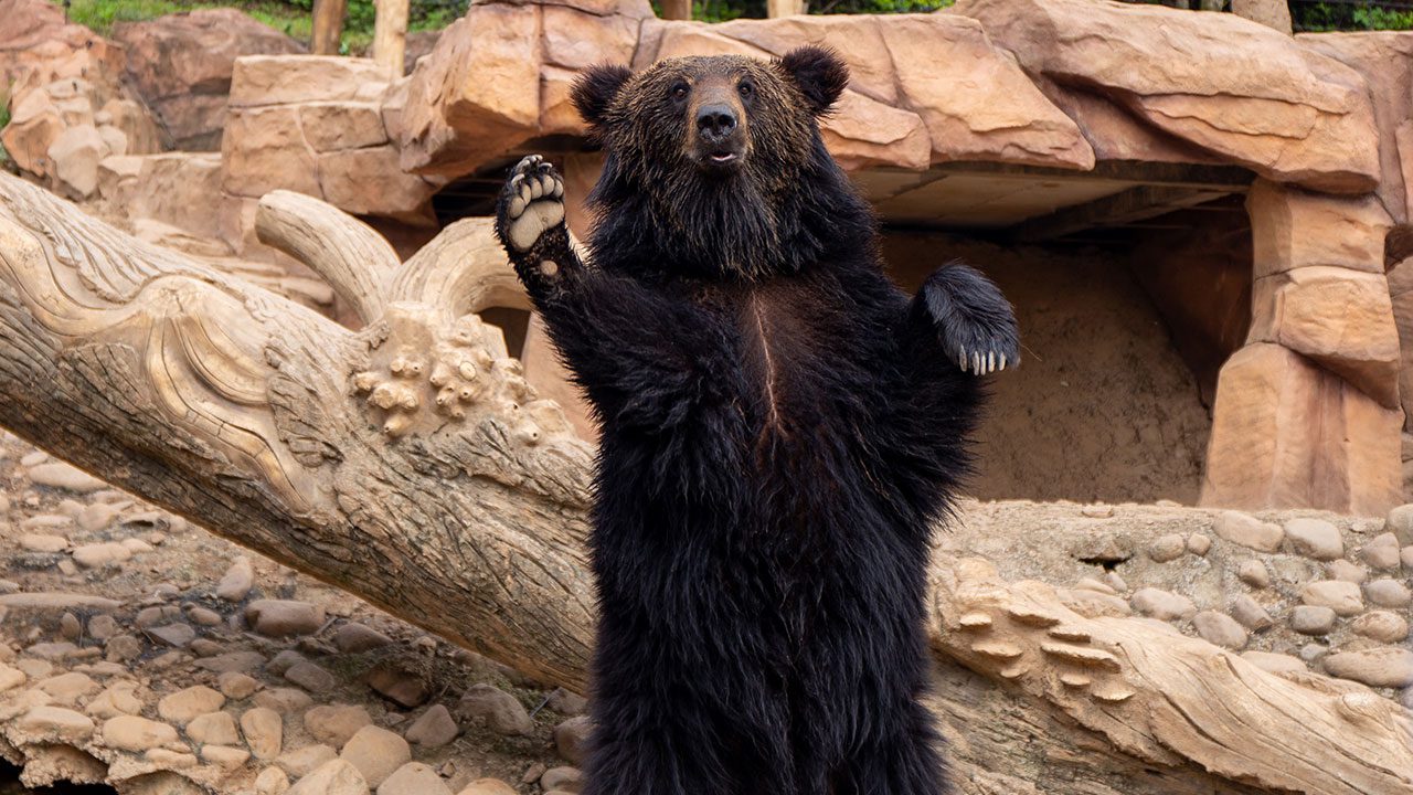 Luka bear at the Nashville Zoo jumps with 5-year-old boy