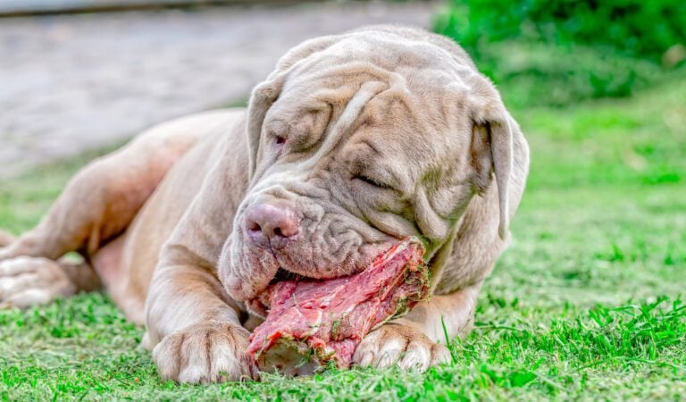 A Final Feast of Love: Texas Roadhouse’s Touching Tribute to a Beloved Dog A Final Feast of Love: Texas Roadhouse’s Touching Tribute to a Beloved Dog