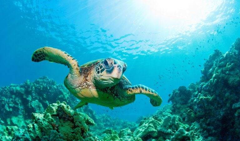 Lenny the Loggerhead Turtle Beats the Odds After Predator Attack